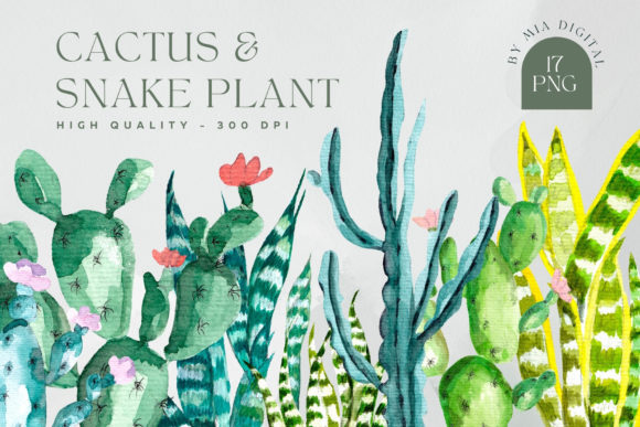 Green Watercolor Cactus, Snake Plant PNG for Illustrations