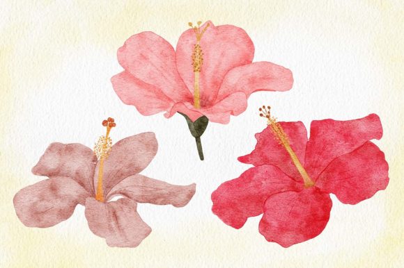 Review: Watercolor Hibiscus Flower Illustration for Embroidery