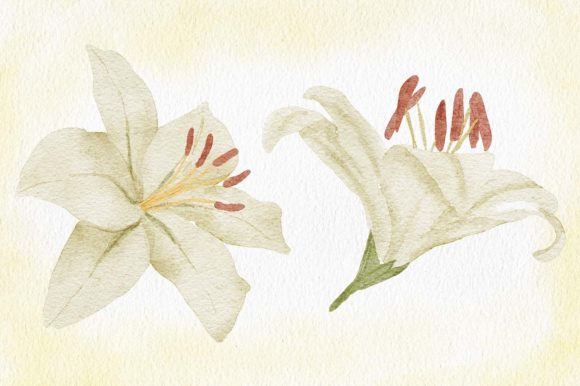 Review: Watercolor White Lily Flower Painting for Embroidery