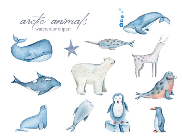 Watercolor Arctic Animals Clipart: 39 PNG Illustrations