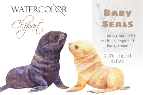 Watercolor Baby Seal Clipart White Seal Review