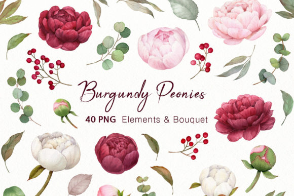 Watercolor Burgundy and Peonies Clipart for Illustrations