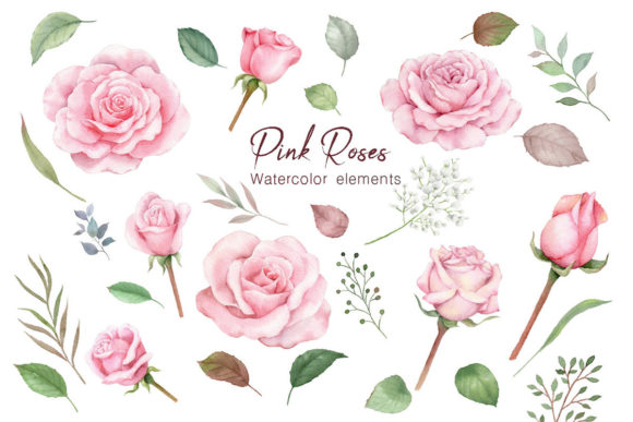 Watercolor Dusty Rose Flowers Clipart & Illustrations