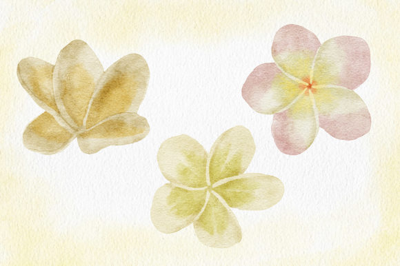 Watercolor Tropical Plumeria Frangipani Illustrations