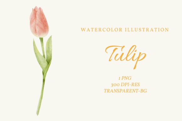 Watercolor Tulip Clipart: Premium Illustrations